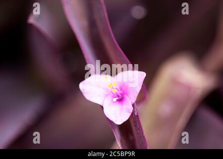 Purpurspinnen (Tradescantia pallida) in der Sorte Purpurherz, in einem Sommergarten wachsend. Sie ist in Mexiko beheimatet und für ihre drei Blütenblätter bekannt. Stockfoto