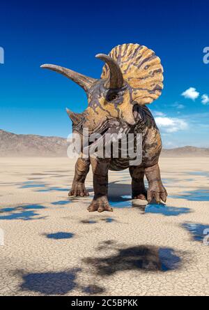 triceratops auf der Wüste Wandern nach dem Regen, 3d-Illustration Stockfoto