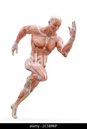 Muscleman Anatomie heroischen Körper läuft in weißem Hintergrund, 3d-Illustration Stockfoto