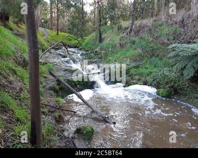 Korumburra Victoria Australien im botanischen Park am Wasserfall Wasserfall Wasserfall im Tal Landschaft Botanischer Garten schnell fließender Bach Versteckte Perle Stockfoto