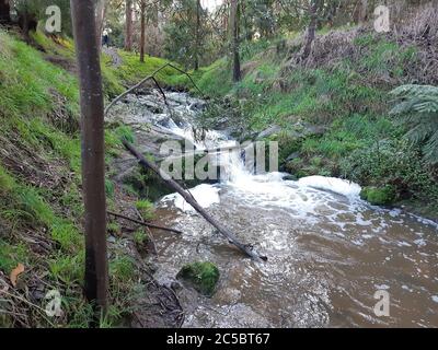 Korumburra Victoria Australien im botanischen Park am Wasserfall Wasserfall Wasserfall im Tal Landschaft Botanischer Garten schnell fließender Bach Versteckte Perle Stockfoto