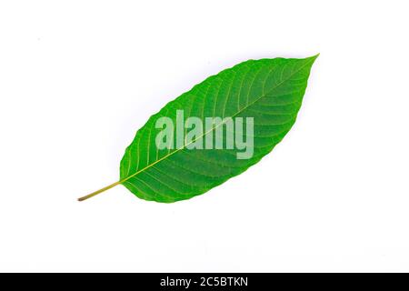 Die Vorderseite des Kratom Blattes (Mitragyna speciosa), einer Pflanze der verrückten Familie, die als habitformende Droge verwendet wird Stockfoto