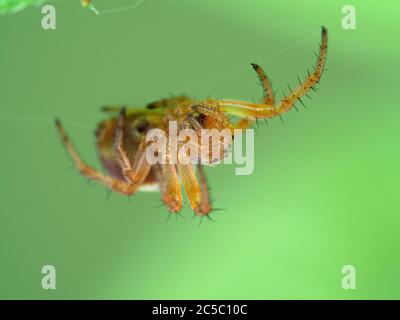 Nahaufnahme einer winzigen Sechsfleckigen Orbweberspinne (Araniella displicata), die kopfüber auf einem Netz unter einem Blatt hängt. Deas Isand, Delta, Britische Kolonium Stockfoto