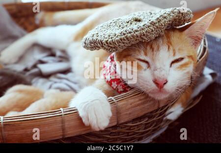 Nahaufnahme Porträt der Mutter Katze Gesicht Wollmütze tragen, Augen schließen, legen sich in Korb mit neugeborenen Kätzchen, hübsches Haustier in orangefarbenem Fell, Vorderbeine halten Rand Stockfoto