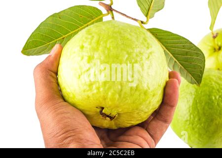 Guava in der Hand auf weißem Hintergrund Obst Landwirtschaft Lebensmittel isoliert Stockfoto