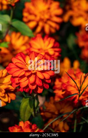 Eine schöne Nahaufnahme einer einzigen Zinnia Marylandica 'Double Zahara Fire' Blume mit grünem Hintergrund im Sommer. Viele Blumen sind in der Hintergrinne Stockfoto