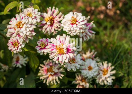 Eine schöne Landschaft von Zinnia Marylandica 'Double Zahara White' Blumen mit grünen Hintergrund im Sommer verschwommen. Viele Blumen sind im Hintergrund. Stockfoto