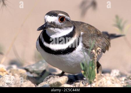 Killdeer (Charadrius vociferous) steht über Nest in SW Idaho USA Stockfoto