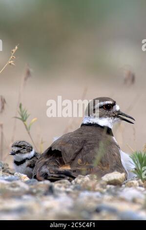 Ausgewachsenes killdeer (Charadrius vociferous) mit frisch geschlüpftem Küken im Nest auf einem Schotterparkplatz. Stockfoto