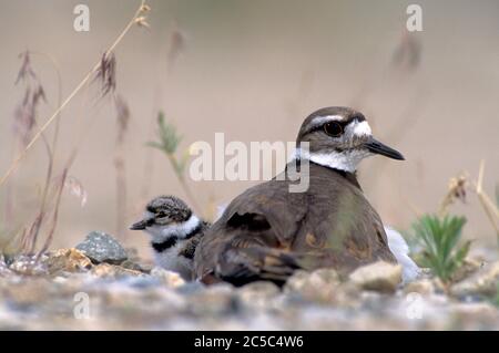 Ausgewachsenes killdeer (Charadrius vociferous) mit frisch geschlüpftem Küken im Nest auf einem Schotterparkplatz. Stockfoto