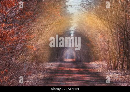 Schöner romantischer Herbsttunnel. Natürlicher Baumtunnel in der Ukraine. Liebe Tunnel im Herbst. Herbst Wald Tunnel der Liebe. Waldtunnel der Liebe Stockfoto