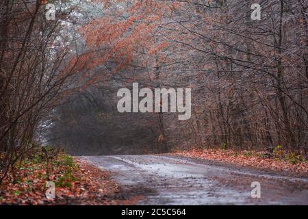 Seltsamer Nebelwald im Herbst. Natur neblige Landschaft. Die Straße durch mystische Atmosphäre Park. Geheimnisvoller Märchenwald Stockfoto