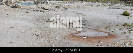 SpätsoFrühling im Yellowstone National Park: Porkchop Geysir und Second Erupter Steam Vent im Back Basin Bereich des Norris Geyser Basin Stockfoto