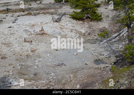 SpätsoFrühling im Yellowstone National Park: Unnamed Spring entlang der Promenade in der Nähe von Porkchop Geyser im Back Basin des Norris Geyser Basin Stockfoto