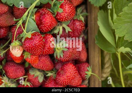 Hintergrund von frisch geernteten roten Erdbeeren. Frische, saftige Erdbeeren. Frische Bio-Erdbeeren roten Beeren Makro Stockfoto