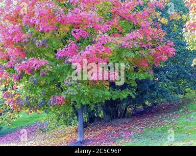 Ahornblätter ändern Farbe/Farbe als Sommer ändert sich zu Herbst/Herbst in den USA. Stockfoto