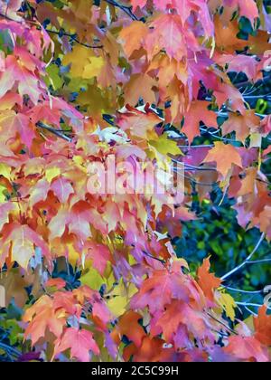 Ein Abschluss von Ahornblättern ändern Farbe / Farbe als Sommer ändert sich Herbst / Herbst in den USA. Stockfoto