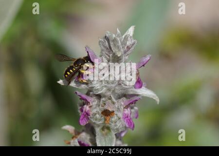 Europäische Wollschnäpfe (Anthidium manicatum) Familie Megachilidae, die Blattschneider Bienen oder Maurer Bienen auf Blüten von Lamm-Ohr oder Wollhedgenettle Stockfoto