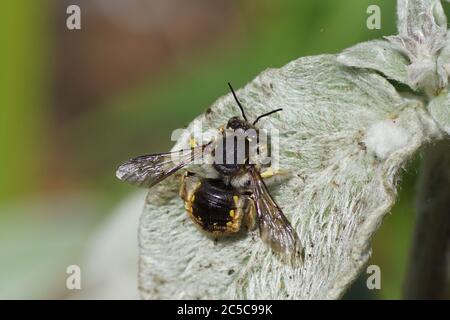 Europäische Wollschnäpfe (Anthidium manicatum) Familie Megachilidae, Blattstreichbienen auf einem Blatt eines Lammohres (Stachys byzantina), Familie Lamiaceae Stockfoto