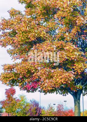 Ahornblätter ändern Farbe/Farbe als Sommer ändert sich zu Herbst/Herbst in den USA. Stockfoto