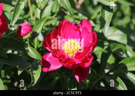 Luxuriöse Knospe von burgunderrotem Pfingstrose. Wunderschöne Gartenblumen. Nahaufnahme. Stockfoto