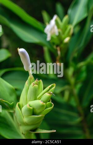 Tuberose Blume mit Blättern im Fokus mit grünem Hintergrund Stockfoto