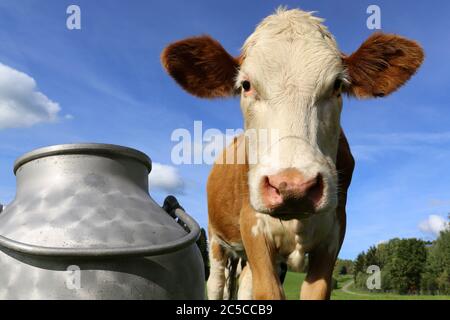 Symbolbild: Küche auf der Wiese (Simmentaler Fleckvieh), im Vordergrund eine Milchkanne Stockfoto