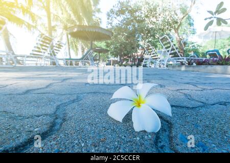 Weiße Plumeria-Blume fällt in einem tropischen Garten nahe einem Meer auf den Boden, glühender Sonnenaufgang scheint im Hintergrund. Stockfoto