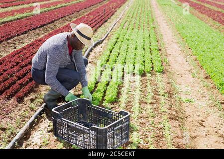 Fokussierter afroamerikanischer Arbeiter, der auf Gemüseplantage organische Salatpflanzen sammelt Stockfoto