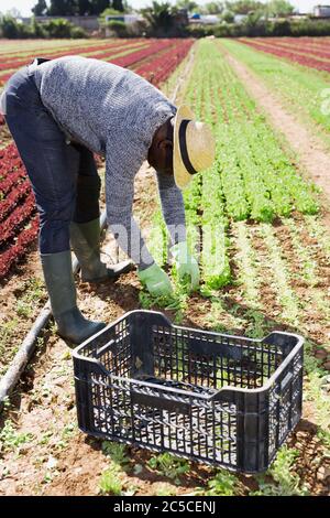Fokussierter afroamerikanischer Arbeiter, der auf Gemüseplantage organische Salatpflanzen sammelt Stockfoto