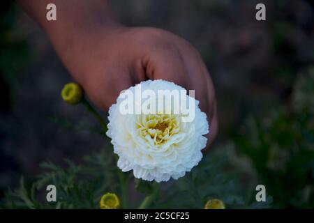 NaheinstellungNaheinstellungeine indische weiße und gelbe Ringelblume mit Knospen in einem Garten, selektive Fokussierung Stockfoto