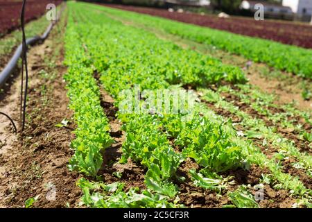 Nahaufnahme von grünen Salat Plantage in Bio-Gemüsefarm. Erntezeit Stockfoto