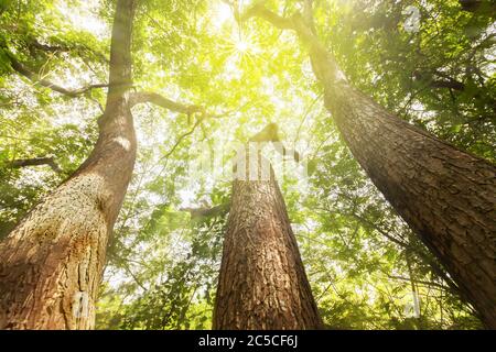 Fantastische drei große Bäume, die in dem riesigen Regenbaum Stumpf aufwachsen, Blick nach oben Blick auf den Sonnenaufgang scheint durch grüne Äste auf den großen Bäumen. Stockfoto