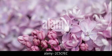 Blühende Zweig der lila Frottee Lilac im Frühlingsgarten Stockfoto