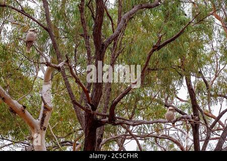 Zwei Kookaburras in einem Gummibaum, die beim Frühstück im Busch in einem australischen Outback-Touristenresort auf Essen warten Stockfoto