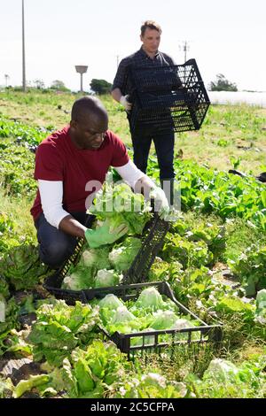 Qualifizierte männliche Bauern sammeln Ernte von grünen Blatt Salat auf der Farm Plantage, Füllung Kunststoffboxen von frisch geerntetem Gemüse Stockfoto