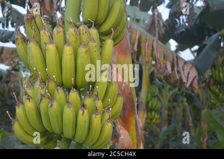 Indische grüne Kochbanane, Bananen hängen vom Baum mit großen Blättern, selektive Fokussierung Stockfoto