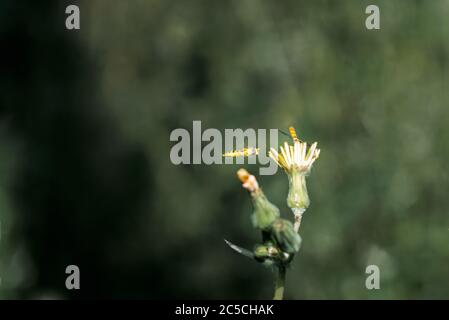 Schwebfliege, sphaerophoria, Fütterung mit Nektar und polen aus einer wilden Blume im Frühjahr in spanien Stockfoto