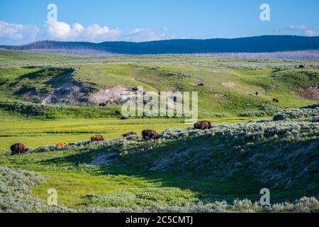 Amerikanischen Bisons im Yellowstone National Park, Wyoming Stockfoto