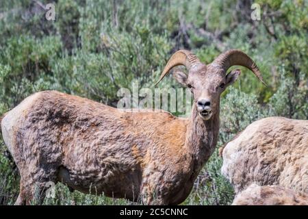 Eine weibliche Bighorn Schafe auf dem Feld des Yellowstone National Park, Wyoming Stockfoto