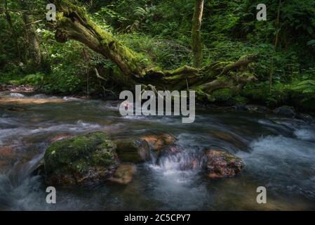 Mystische Atmosphäre im Fluss eines tiefen Tales mit jahrhundertealten hohlen Baumstämme Stockfoto