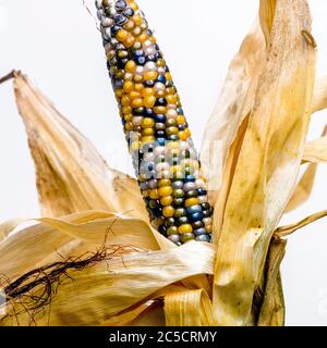 Mehrfarbiger reifer Mais auf weißem Hintergrund Stockfoto