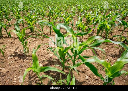 Maisfeld mit jungen kleinen Pflanzen in trockenem Boden in der Sommersonne. Gesehen in Deutschland bei Weissenohe im Juni. Stockfoto