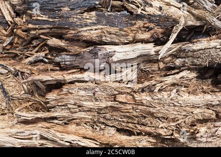Bruchstücke von Baumholz und Rinde als Hintergrund, teilweise verbrannt Stockfoto