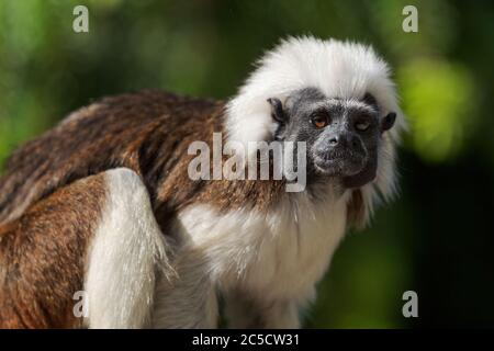 Tamarin - Saguinus oedipus, ein schöner kleiner Primat aus südamerikanischen Tropenwäldern, Kolumbien. Stockfoto