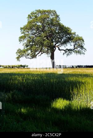 Heckenbaum in Blatt steht über einem Feld von Winterweizen an einem sonnigen Mainachmittag in Norfolk, England gesät.