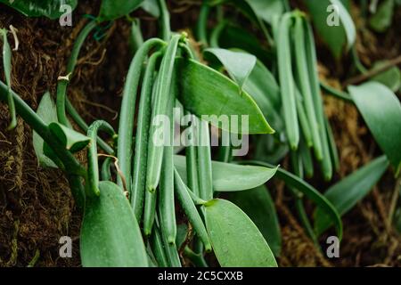 Vanilleschote Pflanze - grüne Bohnen Stockfoto