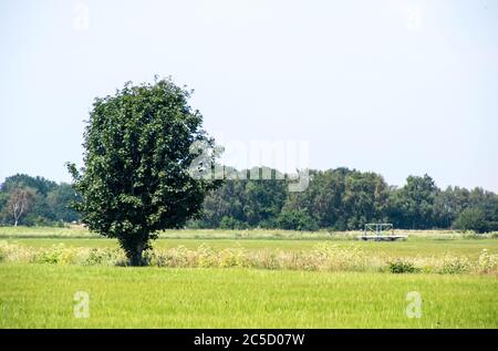 Ein einsamer Baum im Herzen des Vereinigten Königreichs. Stockfoto