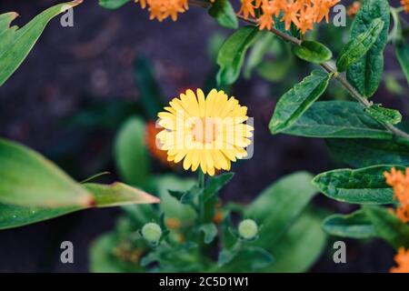 Einzelne gelbe Topf Ringelblume Blüte wächst im Garten Stockfoto