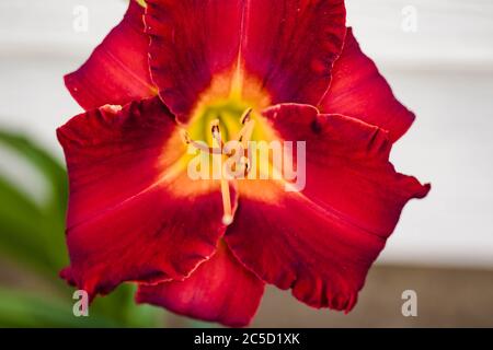 Nahaufnahme einer roten und gelben Lilie, die im Südgarten blüht Stockfoto